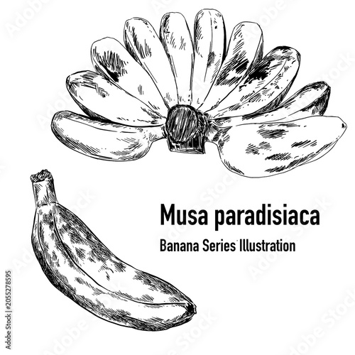 Schilderij op canvas hand drawn vector illustration of a banana Musa Paradisiaca