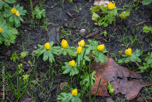 Canvastavla Spring snowflake blooms in early spring, brightening the garden with vibrant yellow flowers