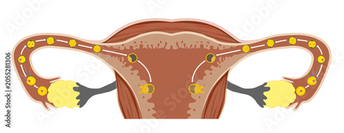 Foto Stages from Fertilization to Implantation of the Human Embryo
