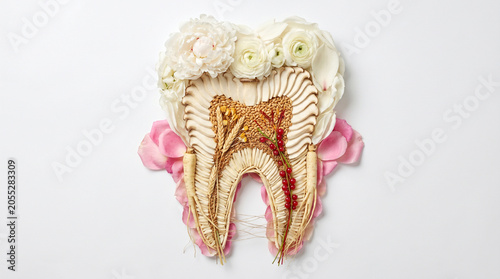 Photorealistic human tooth anatomy for educational purposes and dental design inspiration