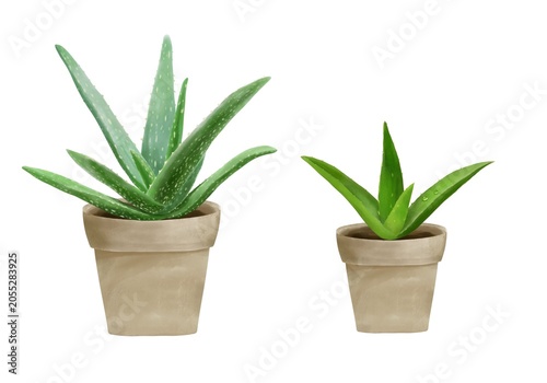 Mature and young aloe vera plants in flower pots, watercolor botanical Illustration. Good for botanical Design, gardening projects, Natural skincare, Cosmetic packaging 