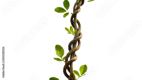 Isolated vibrant green leaves on a woody twisted vine reaching upwards, natural botanical growth.