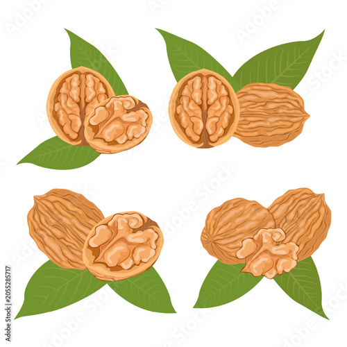 Set Walnut Whole Half and Kernel Collection With Leaves