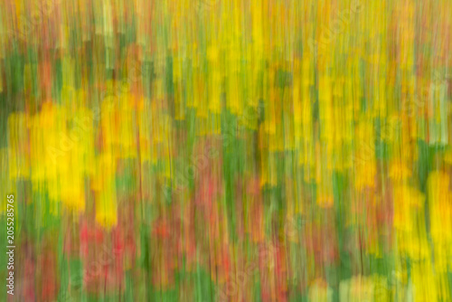 Foto Close-up of colorful flowers taken by flicking camera technique