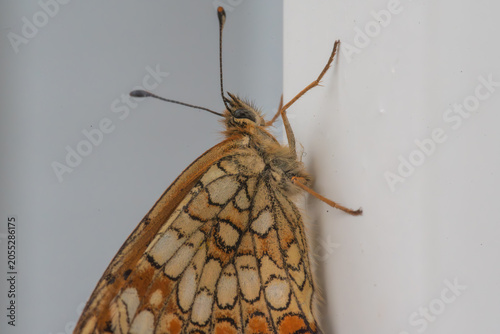 A small, intricately patterned butterfly resting on a plain white surface, highlighting its delicate features and textured wings