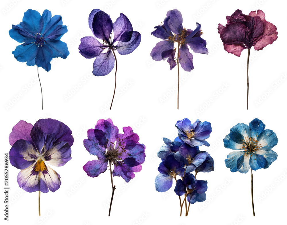Fototapeta premium PNG Vibrant pressed floral collection on transparent background