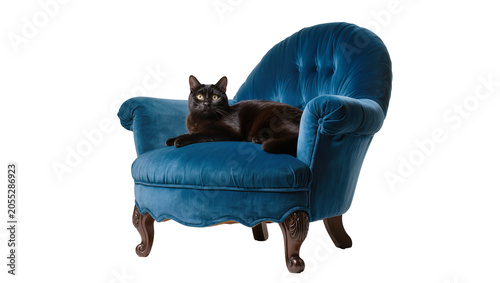 Εκτύπωση καμβά Isolated black cat with striking yellow eyes resting on a luxurious teal velvet armchair