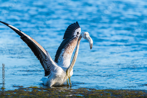 White flamingo taking off and running on calm lake water