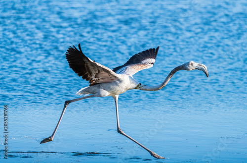Beautiful white flamingo starting flight running across a lake
