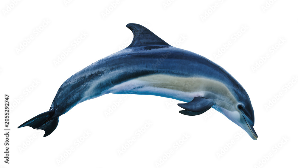 Obraz premium Isolated striped dolphin, graceful marine mammal leaping and swimming with vibrant blue and white markings