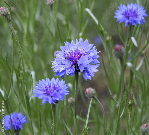 Blue cornflower