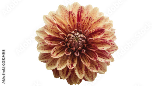 Billede på lærred Isolated magnificent dahlia flower with elegant cream petals and vibrant red spe