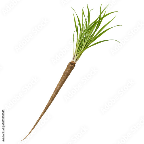 Obraz na płótnie Black Salsify Whole Root with Green Leaves Isolated on White Background