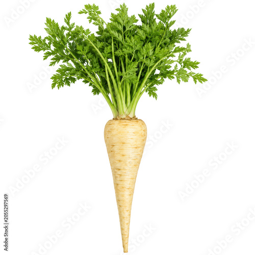 Photography Parsnip Whole Root with Green Tops Isolated on White Background