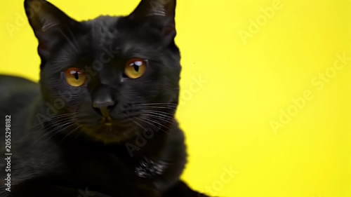 Elegant sleek black cat resting on a vibrant yellow background with piercing amber eyes