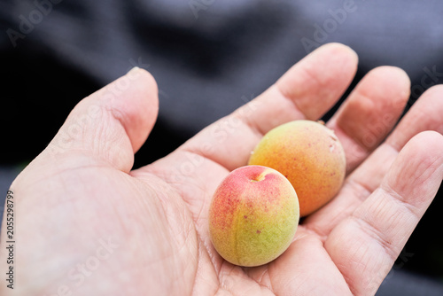 Bild auf Leinwand Ripening organic stone fruits hang naturally on branches in aoaltlf