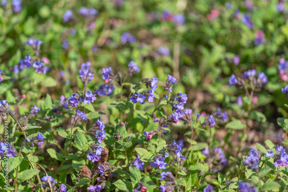 Obraz premium Medicinal plant featuring purple flowers and leafy stems in nature setting. Herbal remedy plant displaying vivid purple blossoms amidst green foliage in rural environment