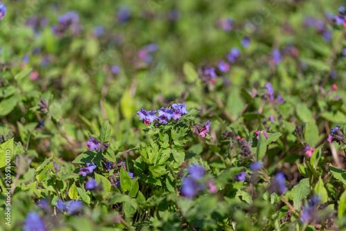 Foto Repetitive floral design with contrast