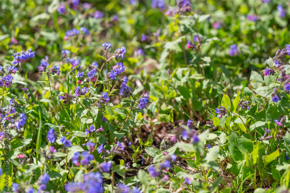 Fototapeta premium Repetitive arrangement of violet flowers forming visual texture. Repeated violet flower pattern establishing rich visual and textural elements for backgrounds and design projects