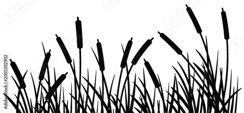 Schilderij op canvas cartoon lisdodde or typha latifolia It is an aquatic plant