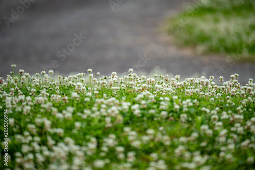 Naklejka 公園の道沿いに群生する白詰草（シロツメクサ）の花
