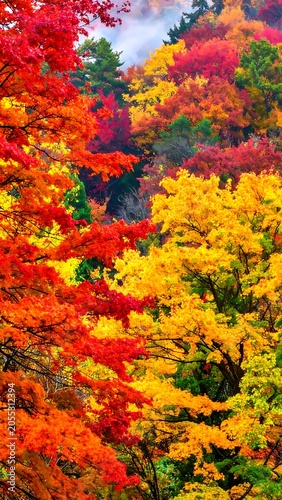 Vibrant autumn forest landscape with colorful trees.