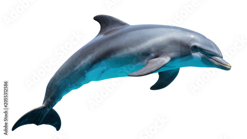 Принти на полотні Isolated bottlenose dolphin swimming gracefully, a beautiful marine mammal captured in natural light
