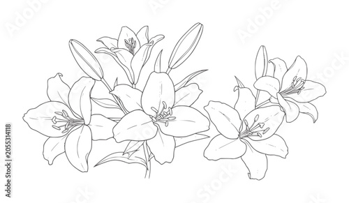 Black and white line of a cluster of lilies and buds lily flower floral botanical