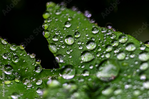 Green Leaves with Water Droplets in Macro Photography