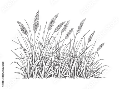 Fotografie Line of tall grass stalks with feathery seed heads nature plant field meadow