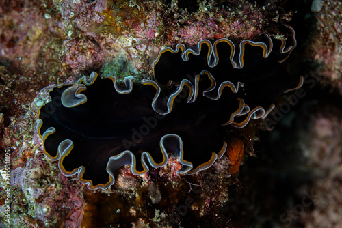 Bild auf Leinwand Flatworm @ Komodo, Indonesia