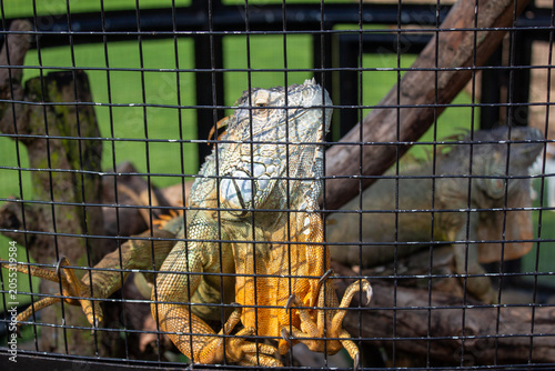 Принти на полотні Close up portrait of a large adult green iguana clinging to the black wire mesh cage in a zoo or terrarium enclosure
