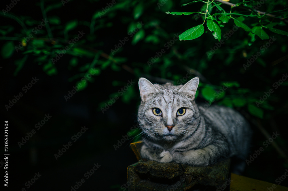 Obraz premium A cat is lying on a bench outside at night