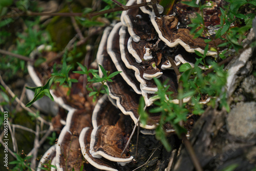 Ganoderma or wood fungus, which sticks to old wood that is no longer productive