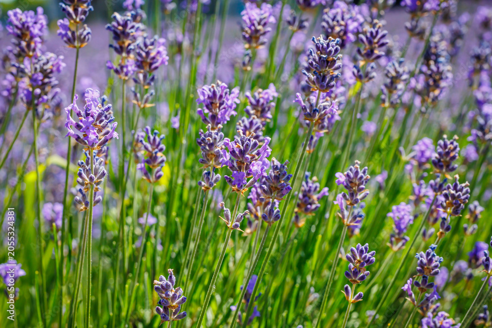 Fototapeta premium Fields of lavender bloom under sunlight in a rural area during summer months attracting visitors to enjoy the view