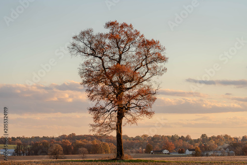 Tableau sur toile Lone Autumn Oak Tree at Golden Hour with Farmland