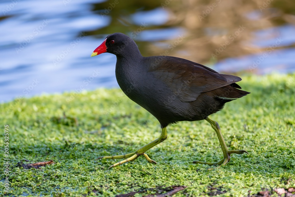 Obraz premium Black Gallinule Walking on Green Duckweed