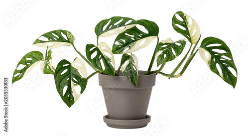 Potted Monstera Adansonii plant isolated on a clean white background.
