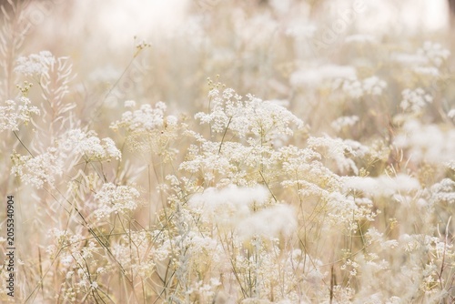 Soft focus background featuring delicate white wildflowers in a sunny field. Ideal for organic cosmetic branding, wellness website banners, and gentle spring or summer design templates 