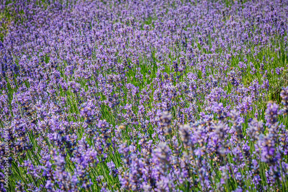 Fototapeta premium Lavender field blooms in the afternoon sun, attracting bees and visitors during summer season