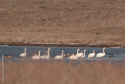 A flock of swans and ducks on a frozen lake during early spring. Commercial background for wildlife protection, eco-travel, or environmental sustainability concepts.