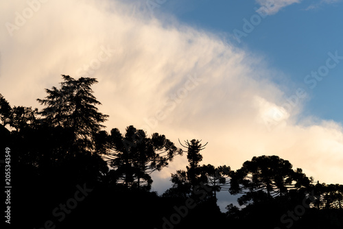 Trees and plants in the woods in southern Brazil in front of golden clouds at sunset