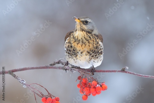 Fieldfare Turdus pilaris carduelis bird songbird wildlife nature predator cock o the north, beautiful animal mountain finch, animal, bird watching ornithology, flower bud fauna wildlife Europe