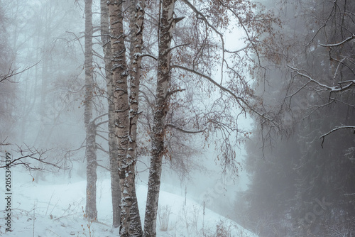 Winter forest landscape with birch trees in heavy fog and snow. Atmospheric background for travel, winter concepts, and seasonal marketing campaigns with copy space.