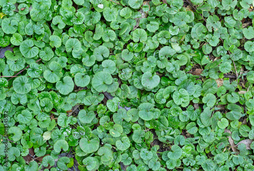 Plants in a rainforest in southeastern Brazil