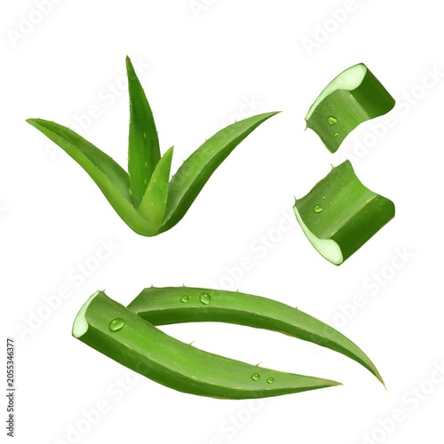  Aloe Vera Set With Plant, Leaves, Cut Pieces and water Drops , watercolor botanical Illustration on White background