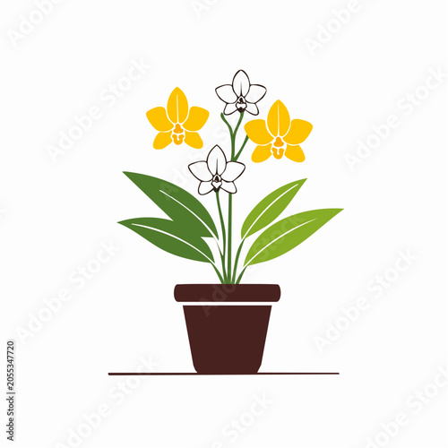 Orchid Plant in a Pot