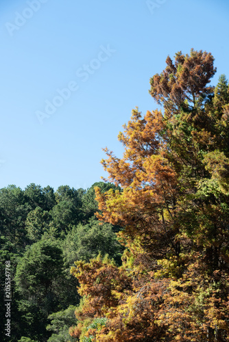 Fall brown leaves trees in the woods in southern Brazil