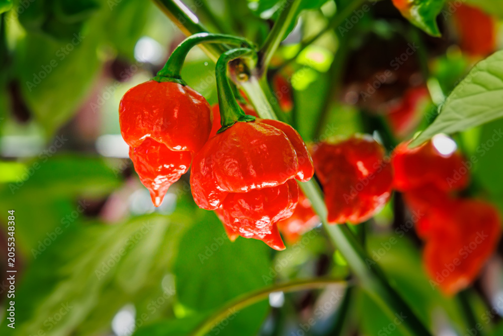 Fototapeta premium Red hot peppers grow on a plant in a garden during a sunny day in the summer season