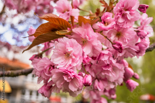 Beautiful flowering pink sakura tree in spring.